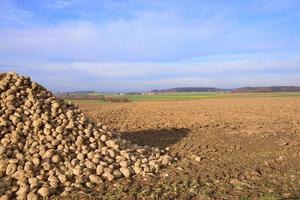 In front of a wide landscape in autumn, with a small village in the background and under a cloudy sky, is a harvested field and a heap of sugar beets photo
