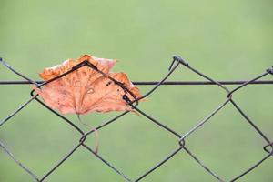 An old dry leaf hangs in a chain link fence against a green background in autumn photo