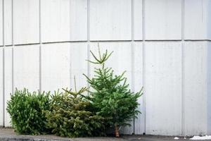 In winter, after Christmas, there are three used and old Christmas trees on the street, leaning against a concrete wall that forms a background for text. photo