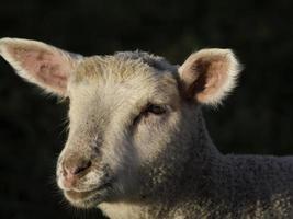 Sheeps on a Meadow in germany photo