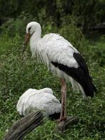 storks, in germany photo