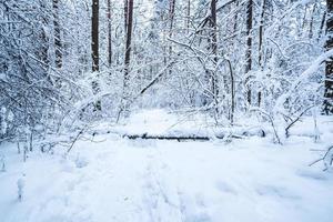 bosque de pinos de invierno cubierto de nieve. hermoso panorama de invierno en nevadas foto