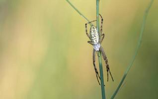 A small spider from the genus Argiope, hangs on a blade of grass, against a light background, in nature. photo