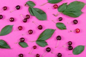 Pink background on which lie many red ripe cherries with green leaves in between. The background is in landscape format. photo