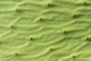 Background, texture and detail of the leaf of a prickly pear, with small spikes on it. photo