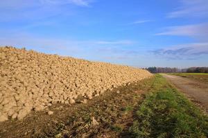 Scenic image in autumn in Bavaria, with a harvested field on which sugar beets lie next to a narrow path photo