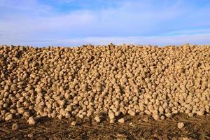 Freshly harvested sugar beets lie in a large heap on the ground against a cloudy sky photo