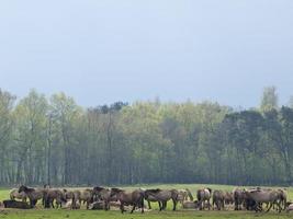 wild horses in germany photo