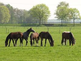 Horses in the german muensterland photo