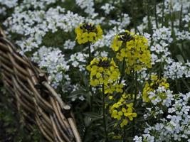 summers flowers in the garden photo