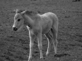 caballos salvajes en un prado en alemania foto