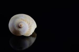 una concha de caracol blanca se refleja en un fondo oscuro, con espacio para texto foto