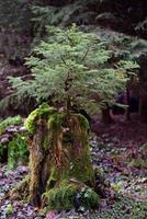 In a forest a small spruce grows from an old stump that is overgrown with moss in portrait format photo