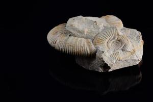 A petrified snail shell, partly still covered with stone, lies in front of a dark background and is reflected in it photo
