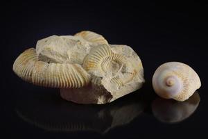 A fossil in the form of a snail and a conch shell lie next to each other against a dark background photo