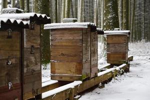 In winter there are several wooden beehives, sheltered in the middle of the bare forest and covered with snow photo