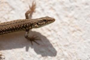 Close-up of a small Mediterranean lizard climbing along a wall photo