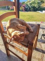 hermoso y elegante gato jengibre está durmiendo en una madera en una mañana soleada. foto