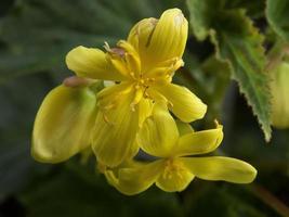 horario de verano en un jardín alemán foto