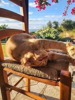 Beautiful elegant ginger cat is sleeping on a wooden on a sunny morning. photo