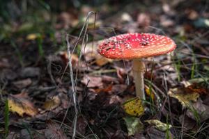 Amanita muscari. Toxic and hallucinogen beautiful red-headed mushroom Fly Agaric in grass on autumn forest background. source of the psycho-active drug Muscarine photo