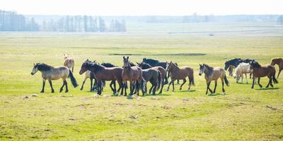 enorme manada de caballos en el campo. raza de caballo de tiro bielorruso. símbolo de libertad e independencia foto