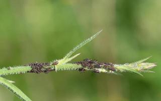 Many different sized brown aphids sit on a young green stalk in nature photo