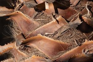 Close up and detail shot of the trunk of a palm tree which is brown. You can clearly see the individual fibers forming a background. photo