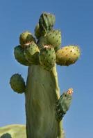 Close-up of a prickly pear, with lots of fruit on it, against a blue background photo