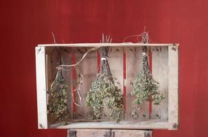 Three bundles of oregano hang to dry in a fruit crate. The box stands against a red background and artistically represents the preservation of food. photo