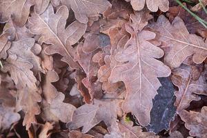 Background and texture of oak leaves lying on the ground in winter and covered with frost photo