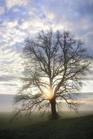 In autumn a bare oak stands in portrait format in front of a wide landscape from which fog rises, at dawn at sunrise photo