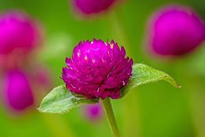 Globe amaranth or Gomphrena globosa, Globe Amaranth, Bachelor Button in the garden photo