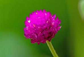 Globe amaranth or Gomphrena globosa, Globe Amaranth, Bachelor Button in the garden green background photo