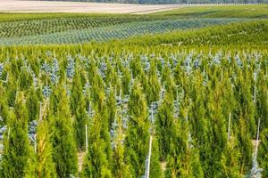 rows of young conifers in greenhouse with a lot of plants on plantation photo