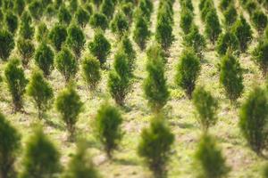 hileras de coníferas jóvenes en invernadero con muchas plantas en plantación foto