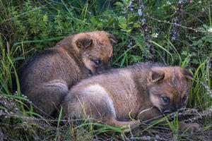two homeless puppies dogs sit together in the grass photo