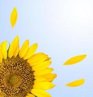 sunflower on background photo