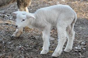 sheeps at winter time photo