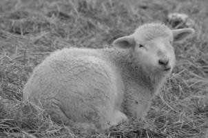 sheeps on a meadow photo