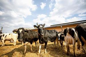 cría de vacas en ganadería libre. establo. granja de ganado vacuno. el rebaño de vacas blancas y negras mira la cámara con interés. foto