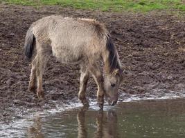 wid horses herd in germany photo