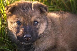 homeless puppies dog sit in the grass photo