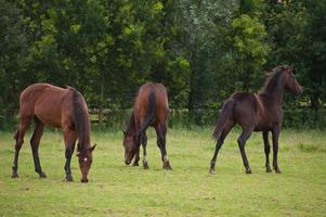 foals and horses in westphalia photo