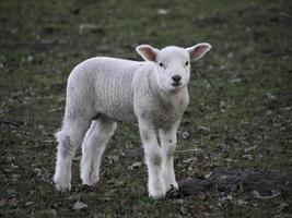 sheep herd in germany photo