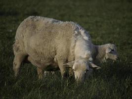 Sheeps in westphalia photo