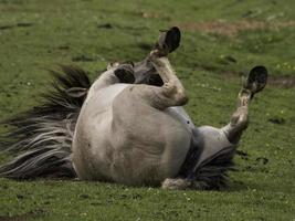 wild horses on a meadow in westphalia photo