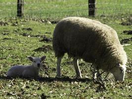 ovejas en un campo en westfalia foto