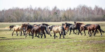 huge herd of horses in the field. Belarusian draft horse breed. symbol of freedom and independence photo