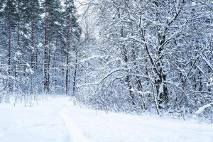 bosque de pinos de invierno cubierto de nieve. hermoso panorama de invierno en nevadas foto